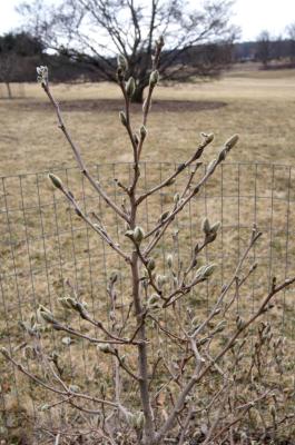 Magnolia stellata (Star Magnolia), habit, spring