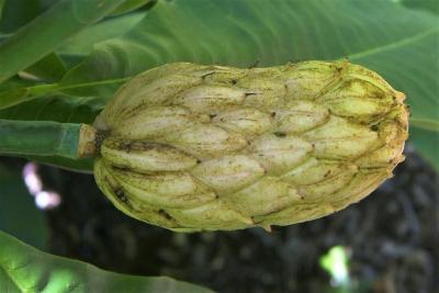 Magnolia tripetala (Umbrella Magnolia), fruit, immature