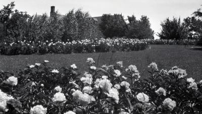 Peonies in bloom with Morton residence in background