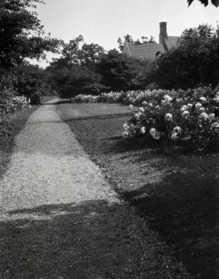 Peonies along Joy Path with Morton residence in distance
