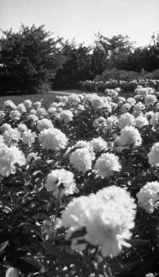 Close view of peonies in bloom in Morton residence garden