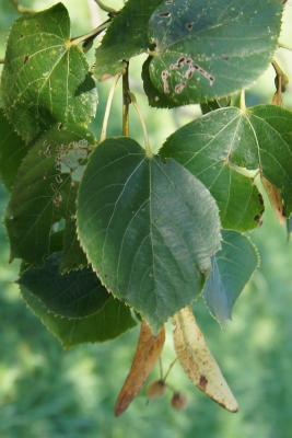 Tilia 'Euchlora' (Crimean Linden), leaf, summer