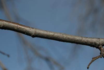 Tilia 'Zamoyskiana' (Zamoyski's Linden), bark, twig