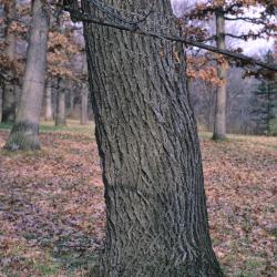Tilia americana var. americana (American Basswood), bark, mature
