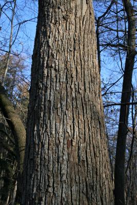 Tilia americana var. americana (American Basswood), bark, mature