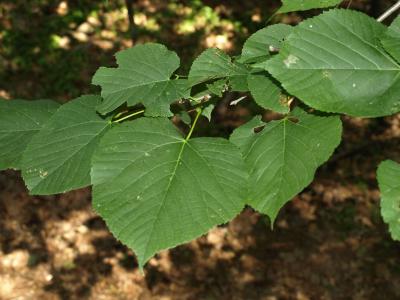 Tilia americana var. americana (American Basswood), leaf, upper surface
