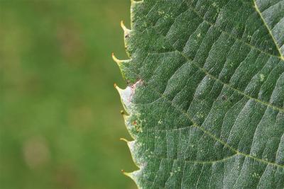 Tilia americana var. americana (American Basswood), leaf, upper margin