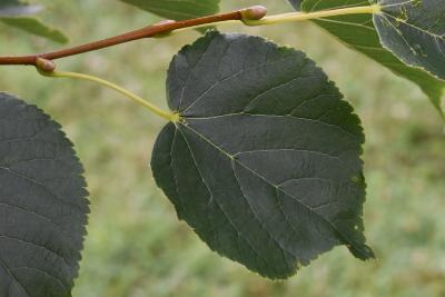 Tilia cordata 'Corzam' (CORINTHIAN® Little-leaved Linden), leaf, upper surface
