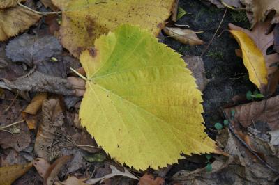 Tilia americana var. americana (American Basswood), leaf, fall