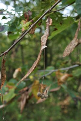 Tilia americana var. americana (American Basswood), fruit, mature