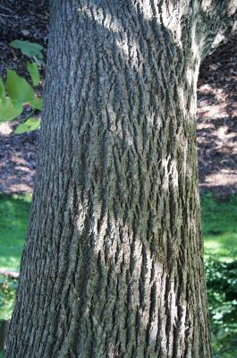 Tilia americana var. heterophylla 'Continental Appeal' (PP 3770) (Continental Appeal White Basswood), bark, trunk