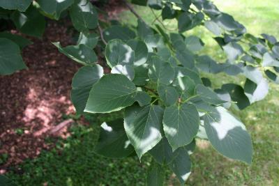 Tilia americana var. heterophylla 'Continental Appeal' (PP 3770) (Continental Appeal White Basswood), leaf, summer