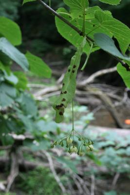 Tilia americana var. americana (American Basswood), inflorescence