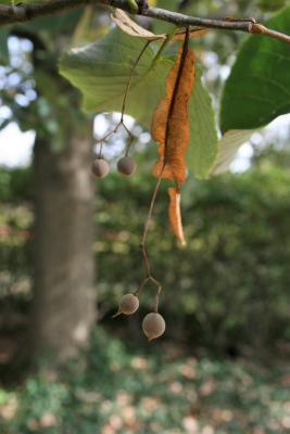 Tilia americana var. heterophylla 'Continental Appeal' (PP 3770) (Continental Appeal White Basswood), fruit, mature