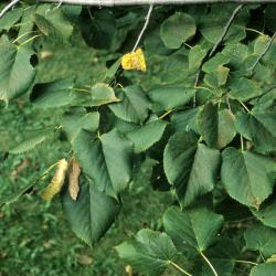 Tilia americana var. americana (American Basswood), leaf, summer