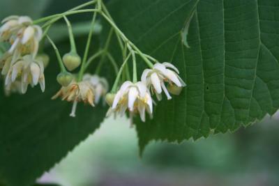 Tilia americana var. americana (American Basswood), flower, side