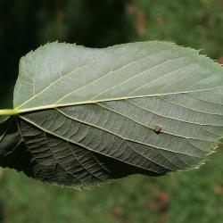 Tilia americana var. americana (American Basswood), leaf, lower surface