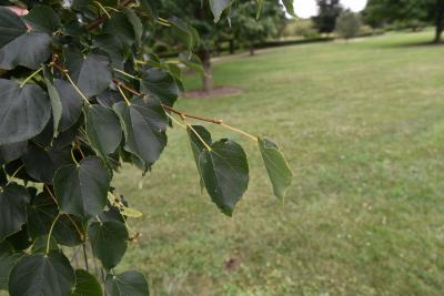 Tilia cordata 'Corzam' (CORINTHIAN® Little-leaved Linden), leaf, summer