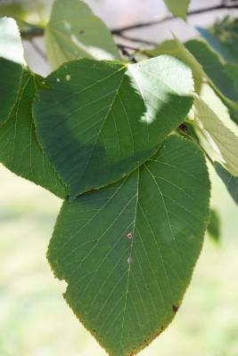 Tilia americana var. heterophylla 'Continental Appeal' (PP 3770) (Continental Appeal White Basswood), leaf, upper surface