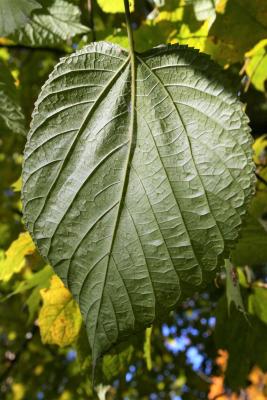 Tilia americana var. americana (American Basswood), leaf, lower surface