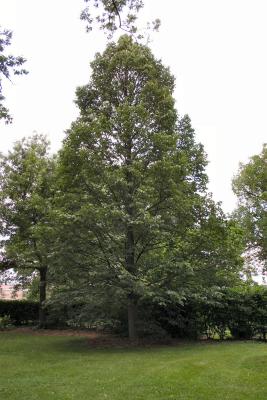 Tilia americana var. heterophylla 'Continental Appeal' (PP 3770) (Continental Appeal White Basswood), habit, summer