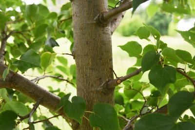 Tilia cordata 'Corzam' (CORINTHIAN® Little-leaved Linden), bark, trunk