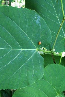 Tilia americana var. americana (American Basswood), leaf, margin