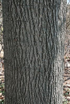 Tilia americana var. heterophylla 'Continental Appeal' (PP 3770) (Continental Appeal White Basswood), bark, mature