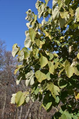 Tilia americana var. heterophylla 'Continental Appeal' (PP 3770) (Continental Appeal White Basswood), leaf, fall
