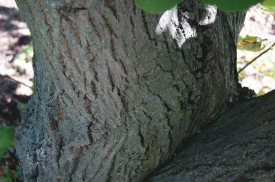 Tilia oliveri (Oliver's Linden), bark, trunk