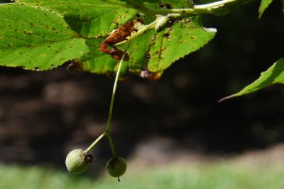 Tilia platyphyllos (Big-leaved Linden), fruit, immature