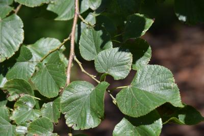 Tilia platyphyllos (Big-leaved Linden), leaf, summer