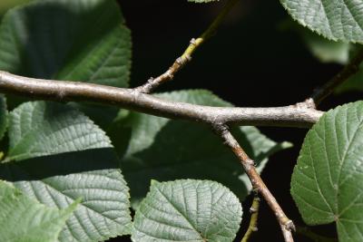 Tilia platyphyllos (Big-leaved Linden), bark, twig