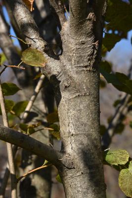 Tilia dasystyla subsp. caucasica (Caucasus Linden), bark, branch