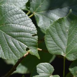 Tilia platyphyllos (Big-leaved Linden), leaf, upper surface