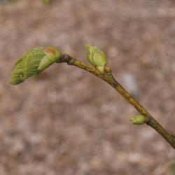 Tilia platyphyllos (Big-leaved Linden), leaf, spring