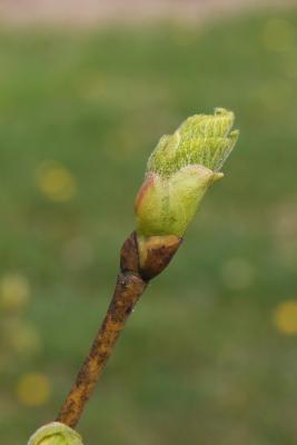 Tilia platyphyllos (Big-leaved Linden), leaf, spring