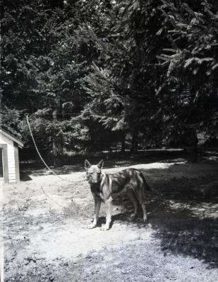 Side view of Morton dog Kay
