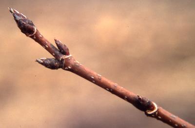 Acer saccharum (sugar maple), twig and buds, spring
