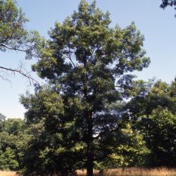 Quercus acerifolia (Maple-leaved Oak), fruit, immature