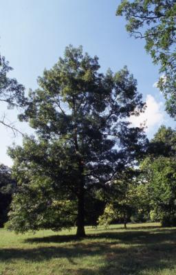 Quercus coccinea (scarlet oak), habit, late summer