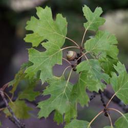 Quercus bicolor (swamp white oak), mature trunk