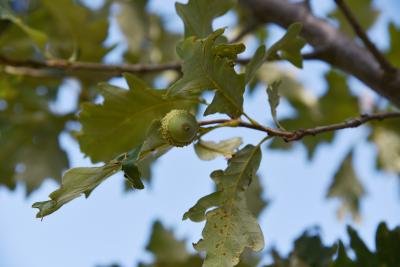 Quercus 'K.B. Crystal' (K. B. Crystal Oak), fruit, immature