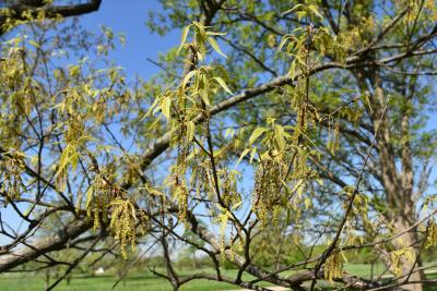 Quercus acutissima (Sawtooth Oak), inflorescence