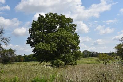 Quercus acerifolia (Maple-leaved Oak), habit, summer