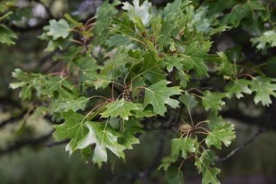 Quercus acerifolia (Maple-leaved Oak), leaf, summer
