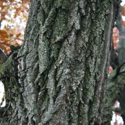 Quercus alba (White Oak), bark, mature