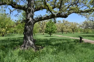 Quercus alba (White Oak), bark, trunk