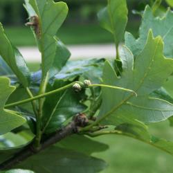 Quercus acutissima (Sawtooth Oak), leaf, fall