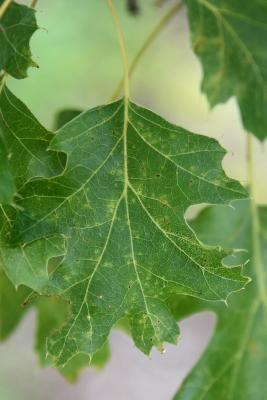 Quercus acerifolia (Maple-leaved Oak), leaf, upper surface